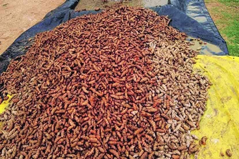 turmeric market in sangli does good business this year