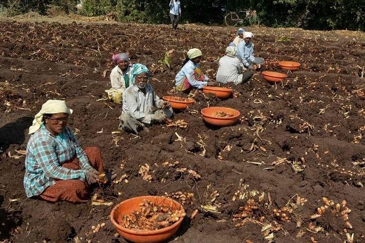 turmeric market in sangli does good business this year