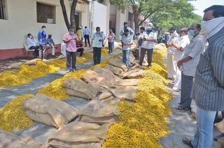 turmeric market in sangli does good business this year