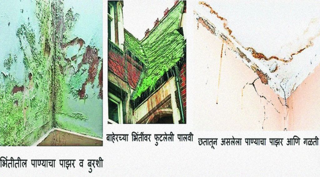 ( भिंतीतील पाण्याचा पाझर व बुरशी ,बाहेरच्या भिंतीवर फुटलेली पालवी,
छतातून असलेल्या पाण्याचा पाझर आणि गळती )
( भिंतीतील पाण्याचा पाझर व बुरशी ,बाहेरच्या भिंतीवर फुटलेली पालवी,
छतातून असलेल्या पाण्याचा पाझर आणि गळती )