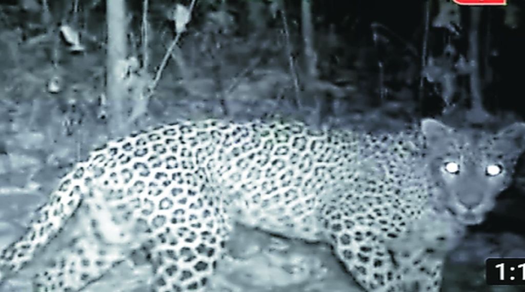 उज्जेनी परिसरात बिबटय़ाची दहशत; चार दिवसांत सहा जनावरांचा फडशा