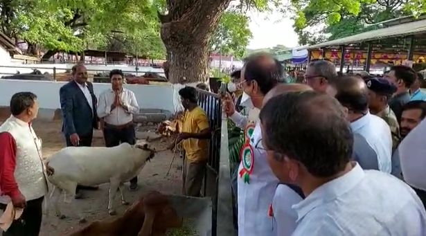 अजित पवार कार्यक्रमाच्या ठिकाणी येताच तडक एका गोठ्याजवळ गेले.