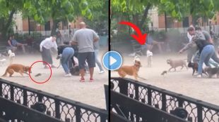 Dog Attacks Mouse Video