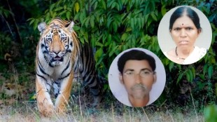 Nagpur Tiger