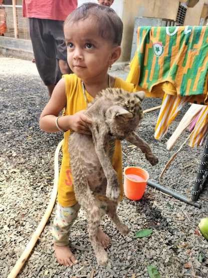 त्यांनी या बछड्याला घरी आणले. हे १८ ते २० जणांचे एकत्र कुटुंब आहे. या कुटुंबातील तिर्थ, वेदांत, दक्ष, अथर्व व दोन वर्षाची तनुजा या मुलांना या बछड्याचा चांगलाच लळा लागला होता.