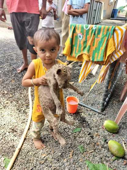 मादीपासून दुरावलेले अडीच महिन्याचे बिबट्याचे बछडे जंगलात सैरभैर फिरत होतं. फिरत फिरत हे बछडं मानवी वसाहतीजवळ आलं. त्यावेळी कृष्णा ठाकरे यांच्या कुटुंबातील चिमुकल्यांना हे बछडं दिसलं.
