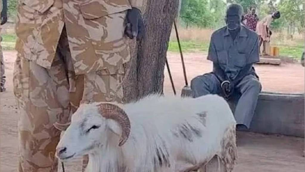 Sheep-Africa