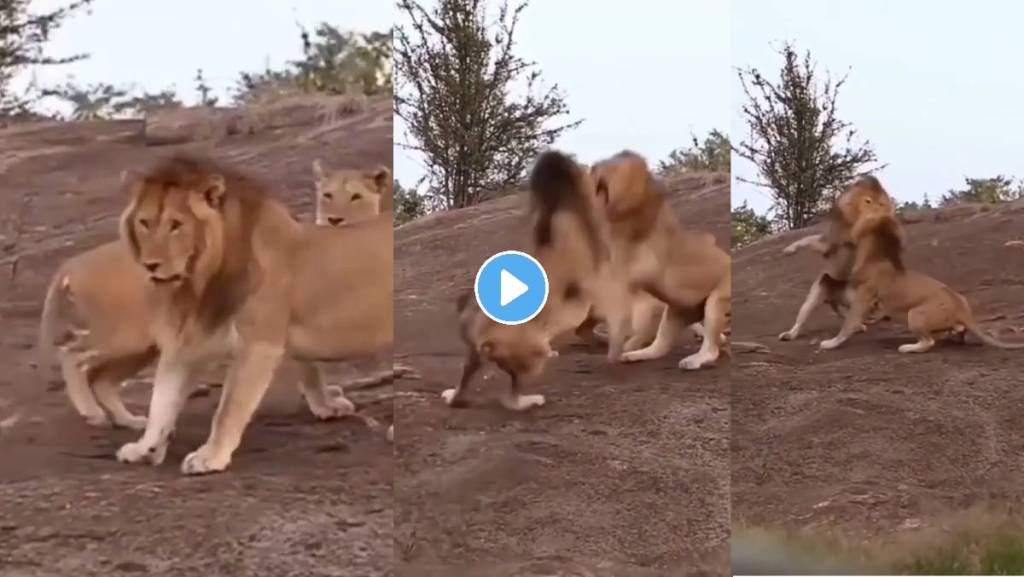 Lions-Fight