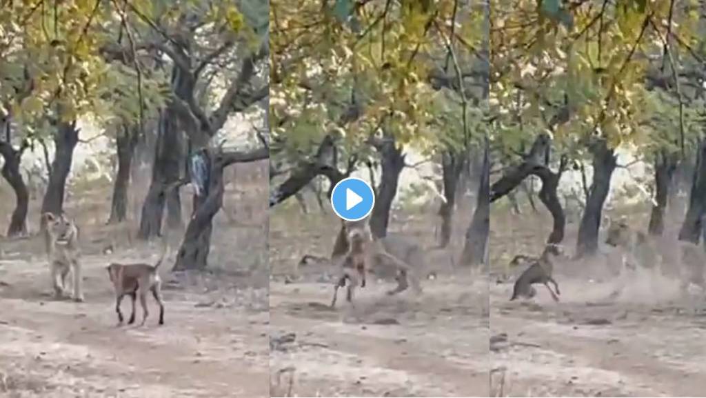 Lion-And-Dog-Fight
