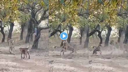 Lion-And-Dog-Fight