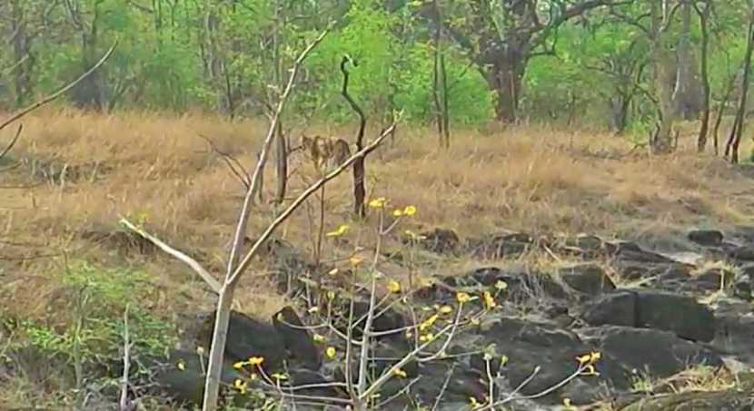अभयारण्य सफारीनंतर तानाजी आणि अरबाज यांनी जंगलातील एका वाघिणीला आर्चीचं नाव ठेवलं तसं आता दोन वाघांना आमचीही नावं ठेवा म्हणत गंमत केली. यानंतर उपस्थितांमध्ये एकच हशा पिकला.
