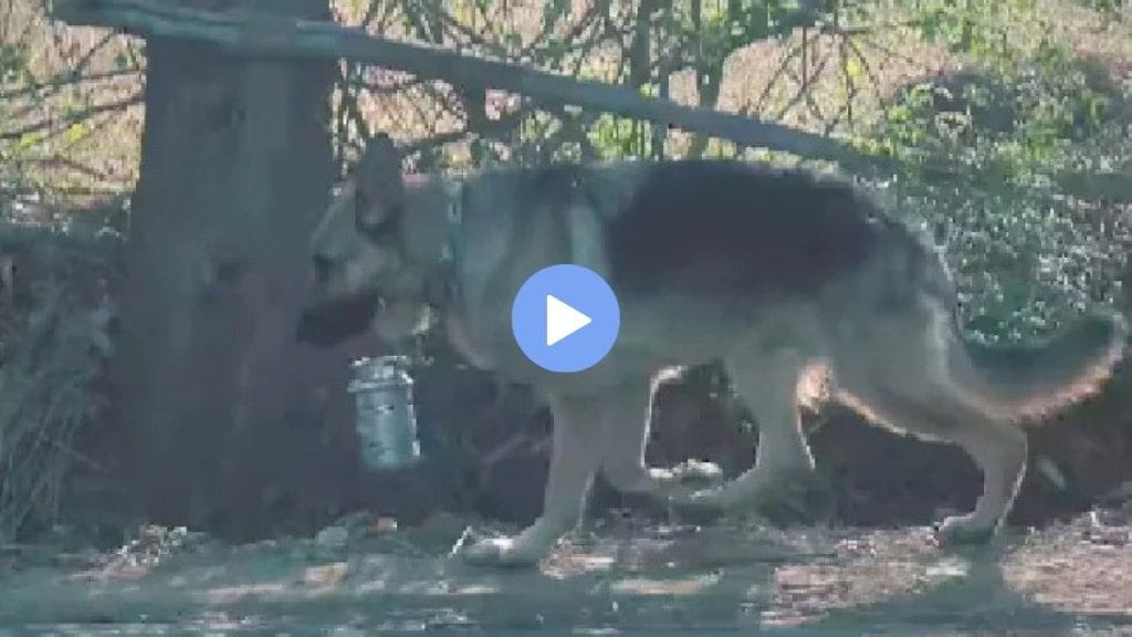 The dog traveled 2 kilometers to give the owner a Lunch Box