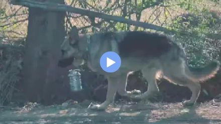 The dog traveled 2 kilometers to give the owner a Lunch Box