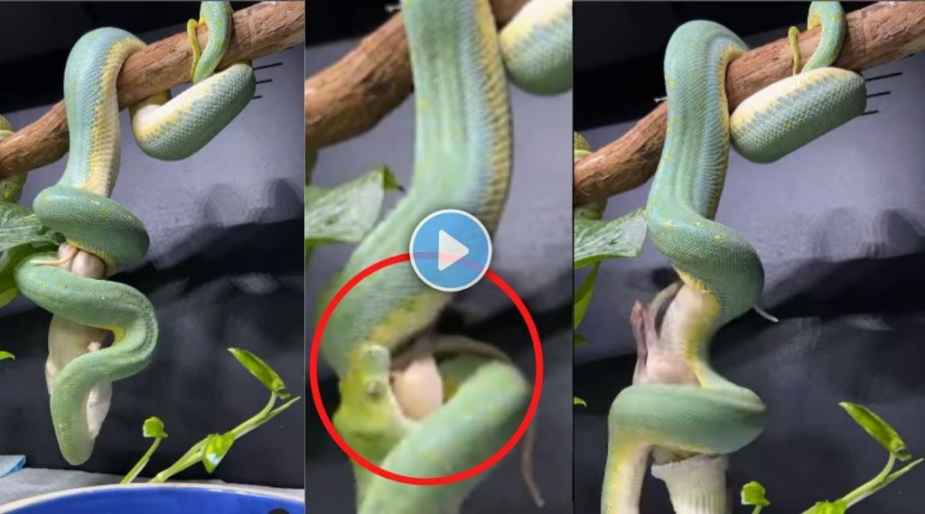 Viral Snake Video