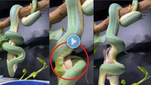 Viral Snake Video