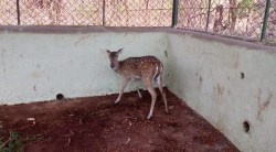 माणुसकी आली धावून; कल्याण-नगर महामार्गावर तडफडणाऱ्या चितळाला मिळालं जीवदान