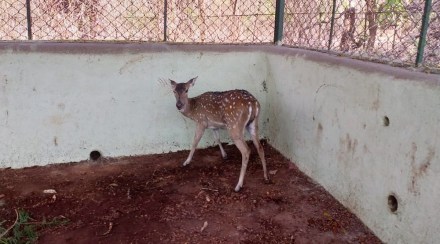 माणुसकी आली धावून; कल्याण-नगर महामार्गावर तडफडणाऱ्या चितळाला मिळालं जीवदान माणुसकी आली धावून; कल्याण-नगर महामार्गावर तडफडणाऱ्या चितळाला मिळालं जीवदान