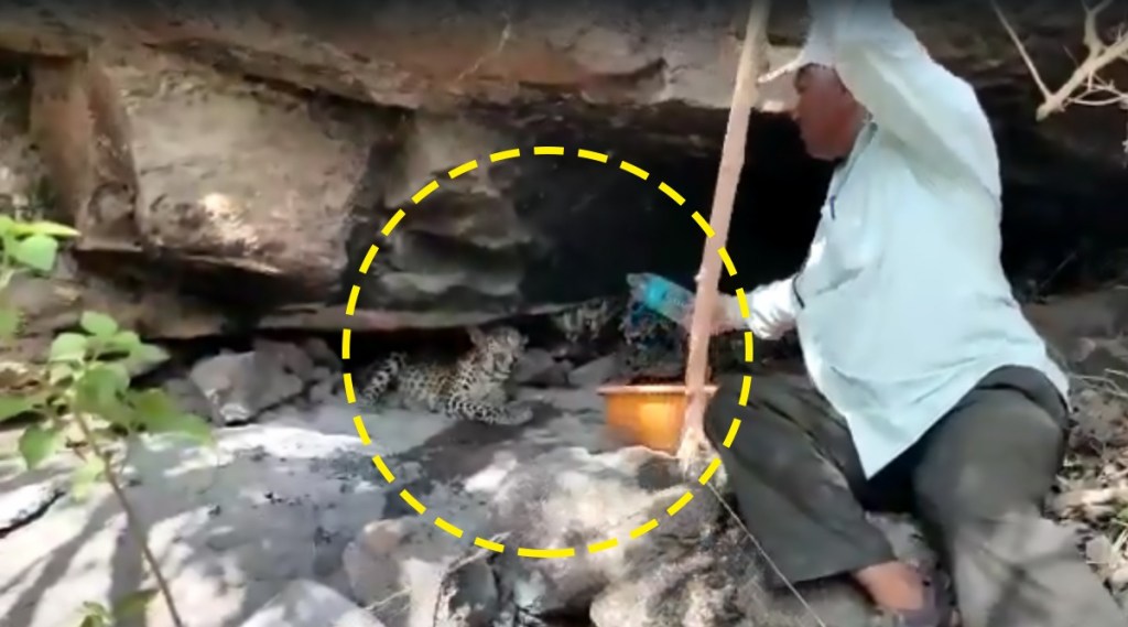 अहमदनगर: पाण्यासाठी व्याकूळ झालेल्या बिबट्याला वन कर्मचाऱ्यानं दिलं जीवदान, पाणी पाजतानाचा VIDEO व्हायरल