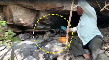 अहमदनगर: पाण्यासाठी व्याकूळ झालेल्या बिबट्याला वन कर्मचाऱ्यानं दिलं जीवदान, पाणी पाजतानाचा VIDEO व्हायरल