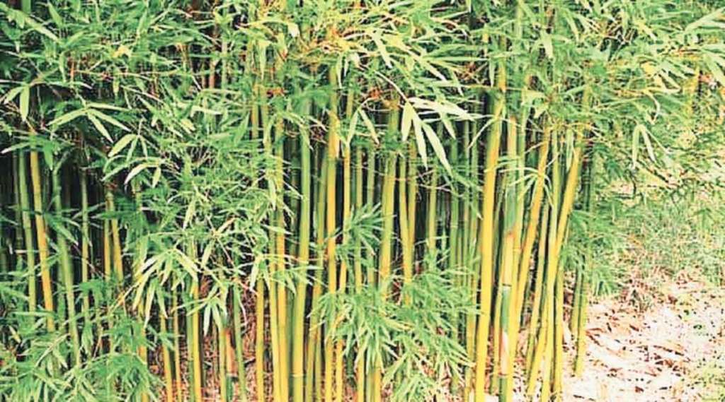 Bamboo Farming : बांबूची शेती