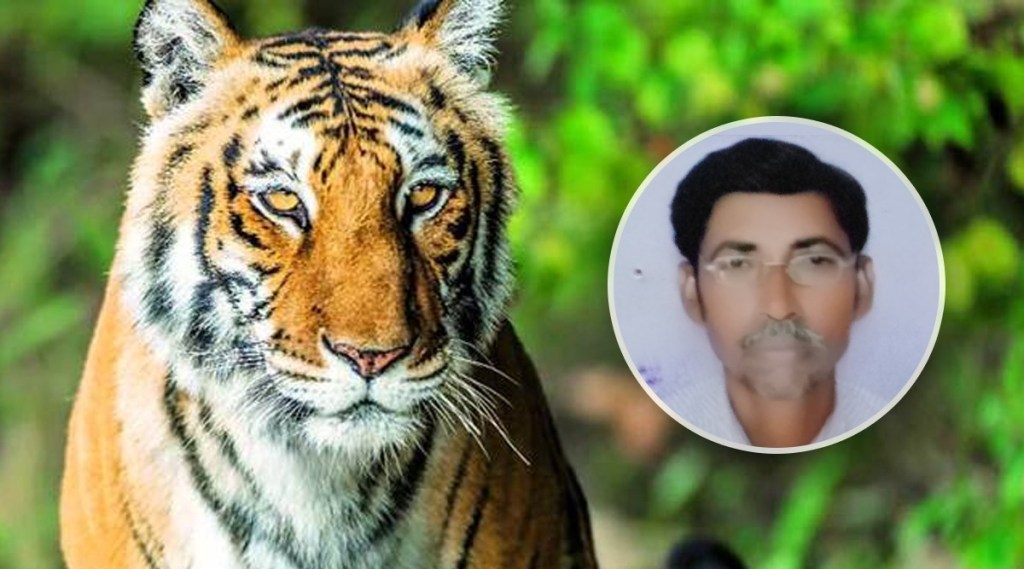 नवरा-बायको जंगलात तेंदूपत्ता तोडण्यात होते मग्न, तेवढ्यात दबा धरून बसलेल्या वाघाने केला हल्ला, अन्…