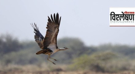 extinct birds