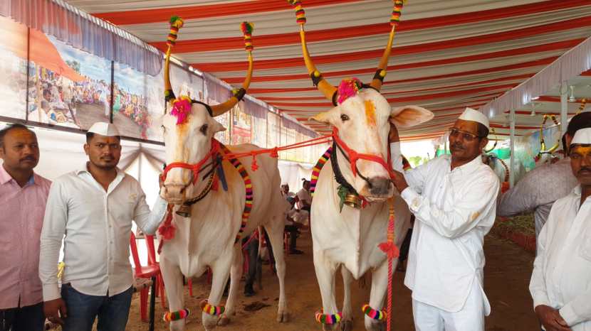 जगतगुरु संत तुकाराम महाराज पालखी रथ ओढण्याचा मान यावर्षी वाकड येथील शेडगे कुटुंबाच्या बैलजोडीला मिळाला आहे. हिरा-राजा असं पालखी रथ ओढणाऱ्या बैलजोडीच नाव आहे.