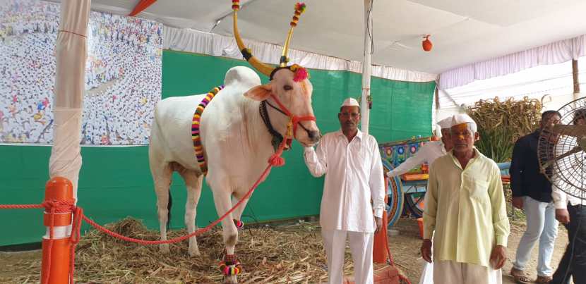 त्यांचं संगोपन करून दररोज खुराख खायला दिला जात आहे. याच पद्धतीने ऐकून नऊ बैलांचा सांभाळ शेडगे कुटुंब करत आहे.