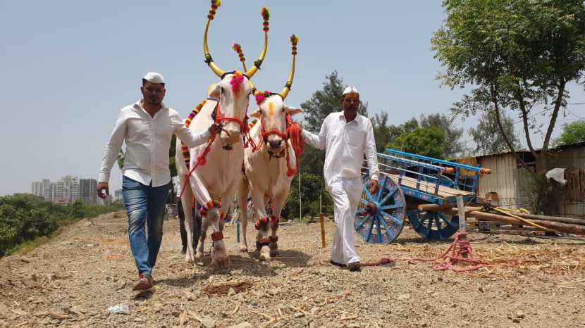 पालखी रथ ओढण्यासाठी देहू संस्थानने बैलजोडी असलेल्या शेतकऱ्यांचे अर्ज मागविले होते.