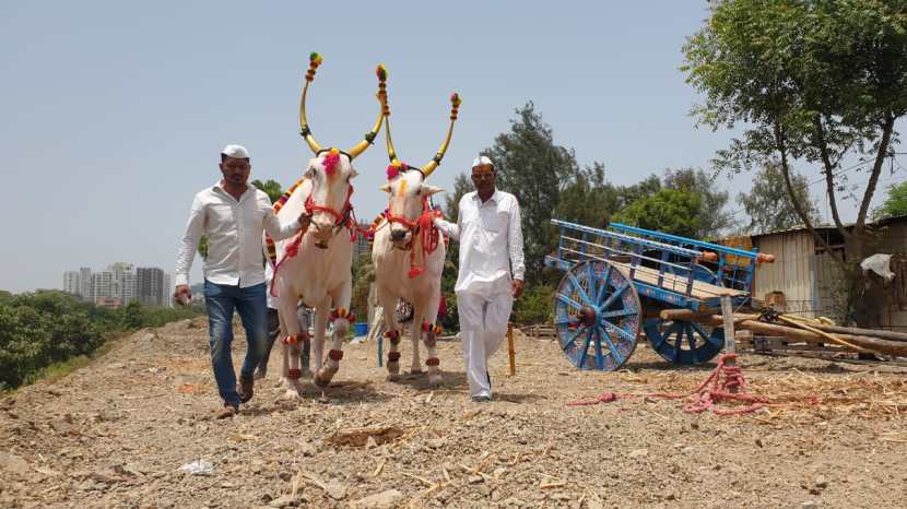 यासाठी १७ अर्ज देहूसंस्थांकडे प्राप्त झाले, त्यापैकी ज्ञानेश्वर शेडगे यांच्या हिरा-राजाला यावर्षीचा मान मिळाला आहे. यामुळे शेडगे कुटूंबात आनंदाचे वातावरण आहे