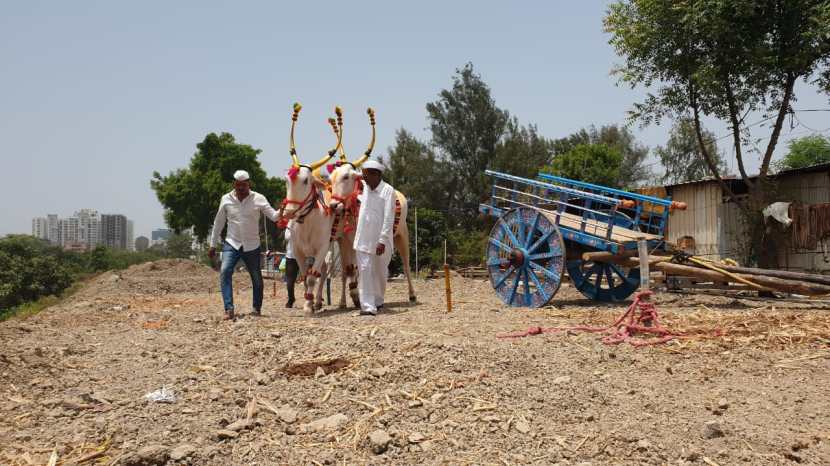 हिरा-राजा या बैलजोडीला सात वर्षांपूर्वी कर्नाटकमधून आणण्यात आलं होते.
