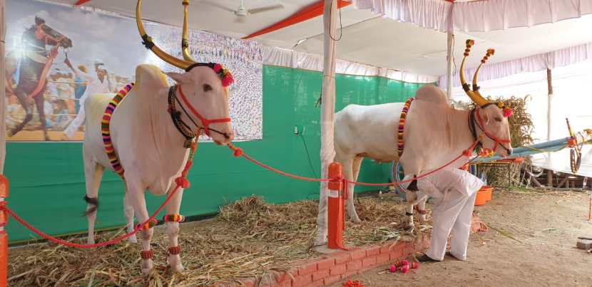 त्यापैकी यावर्षी हिरा-राजा या जोडीला मान मिळाला आहे, असे गिरीश ज्ञानेश्वर शेडगे यांनी सांगितलं आहे.