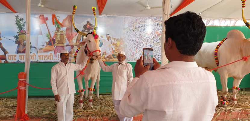 देहू संस्थानचे विश्वास्थ नितीन महाराज मोरे यांनी स्वतः बैल जोडीची पाहणी केली. त्यानंतर या दोन्ही बैलांची निवड एकमताने करण्यात आली. 