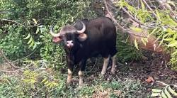 आपसातील झुंजीमध्ये एका गव्याचा मृत्यू