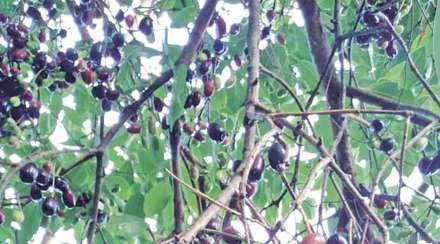 जांभूळ गाव बहाडोली आर्थिक अडचणीत ; फळ काढणीचा हंगाम लांबला, कडक उन्हामुळे मोहोर करपला