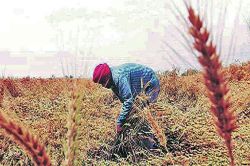 ‘बंदी’मय बेडी हवी की मूल्यसाखळी?