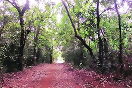 कुतूहल : देवरायांचा शोध
