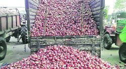 कांद्यावरून उत्पादक-नाफेड संघर्ष ; आणखी दरघसरणीच्या भीतीमुळे स्थानिक बाजारात विक्रीला विरोध