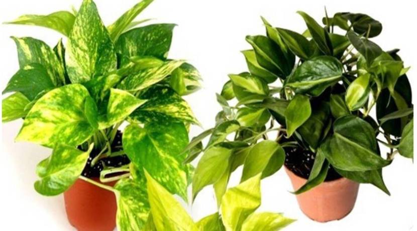 घरात कधीही तुटलेले किंवा वाळलेली पानं असलेलं मनी प्लांट लावू नये. असे पानं आर्थिक समस्येचे संकेत देतात. (Photo: Pexel)