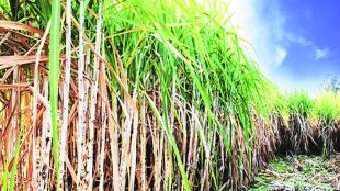nagar2 sugar
