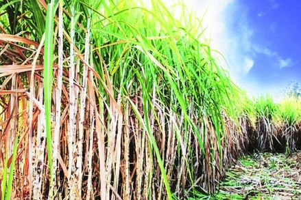 nagar2 sugar