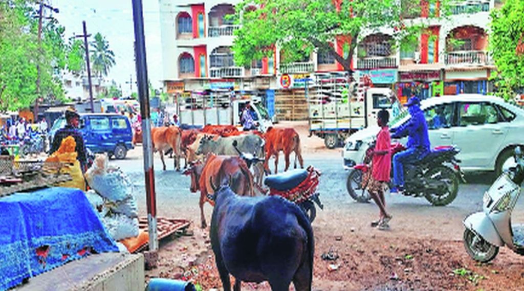 डहाणूत मोकाट गुरांमुळे वाहतुकीचा खोळंबा; रस्त्यातील जनावरांच्या कळपांमुळे अपघातांत वाढ