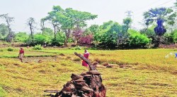 कालव्याच्या गळतीमुळे रब्बी पिकाचे नुकसान; शहराला पिण्याच्या पाण्याचा पुरवठा करण्याच्या कामात कालव्याच्या दुरुस्तीकडे पाटबंधारे विभागाचे दुर्लक्ष