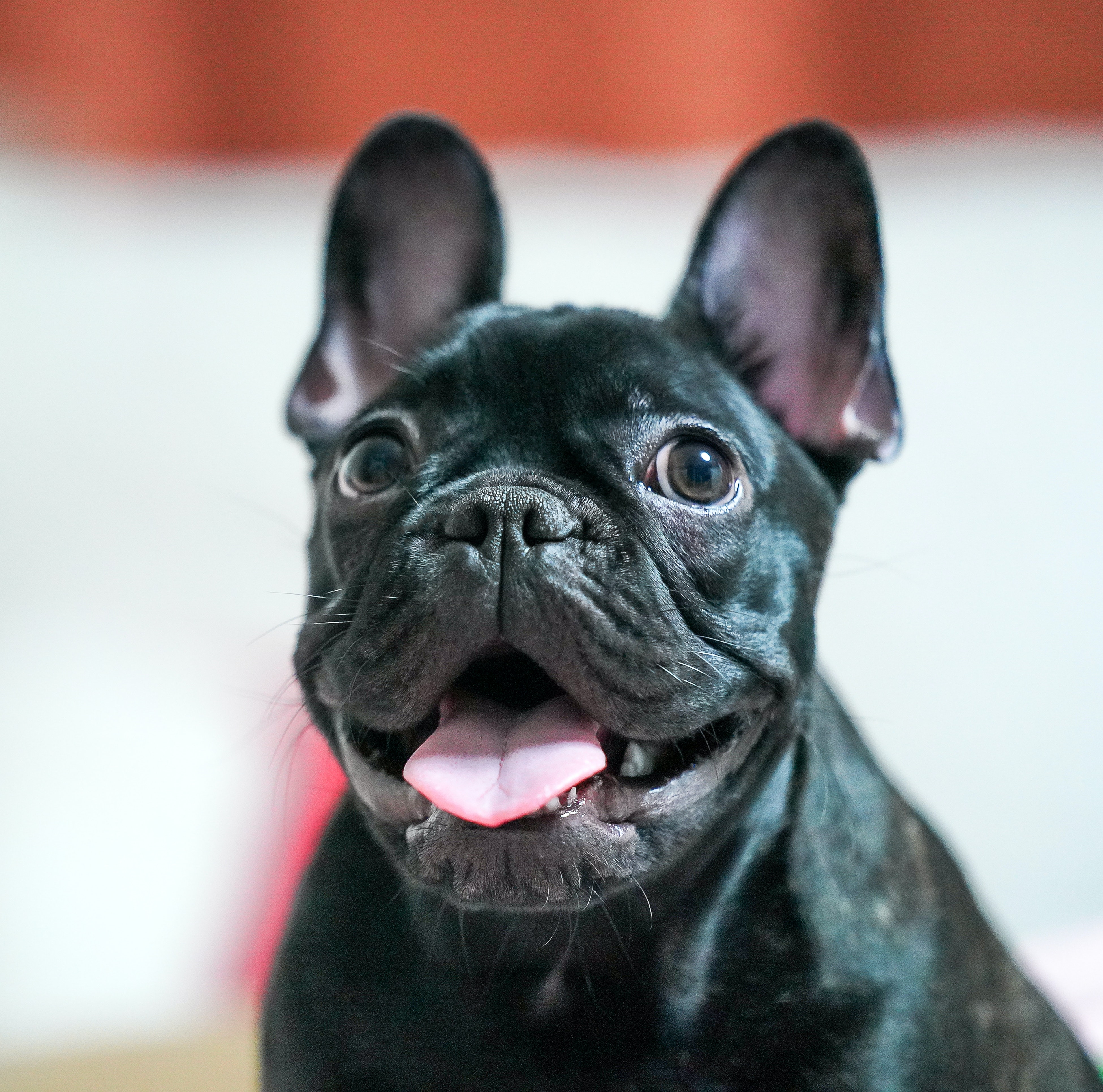 French Bulldogs : फ्रेंच बुलडॉगबद्दल बोलायचे तर, तो सरासरी ४.५ वर्षे जगतो. याच कारणाने ते या यादीच्या तळाशी आहे.