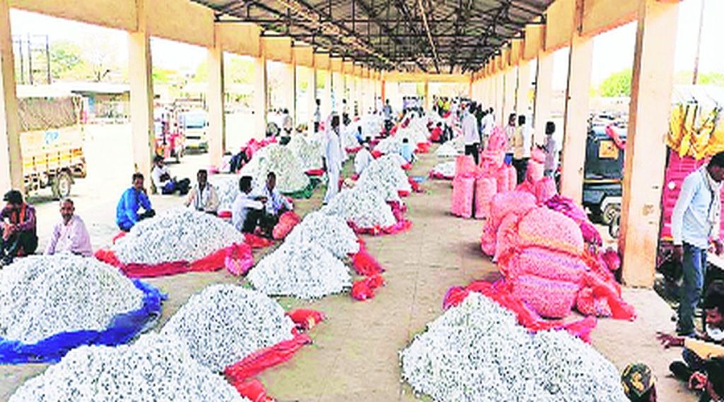 जालन्यातील शेतकऱ्यांचा उत्पन्नाचा नवा ‘रेशीम’ मार्ग; बाजारपेठेत २४ कोटींची ऐतिहासिक उलाढाल