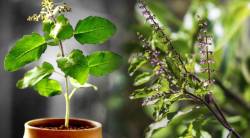 तुमच्या घरातील तुळशीचे रोप सतत सुकते? जाणून घ्या याची कारणे आणि उपाय