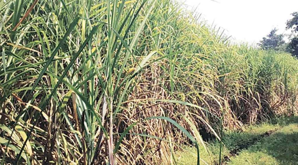 शेतकऱ्याच्या आत्महत्येनंतर ऊस गाळपासाठी प्रशासन जागे