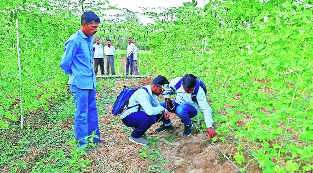 कृत्रिम बुद्धिमत्तेच्या माध्यमातून पिकांवरील किडीचा शोध; व्हीआर तंत्रज्ञानामुळे पिकांवरील किडीची आगाऊ माहिती, उत्पादनवाढीसाठी मदत