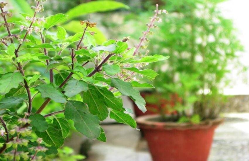 तुळशीच्या बिया शरीरासाठी नैसर्गिक डिटॉक्स म्हणून काम करतात आणि बद्धकोष्ठतेच्या समस्येपासून आराम देतात. 