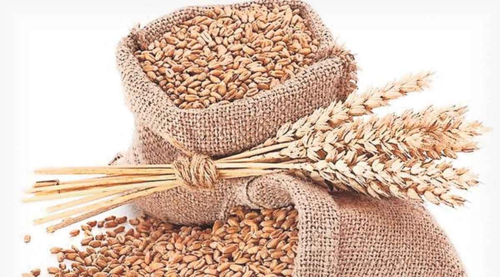 भारताच्या गहू निर्यातबंदीमुळे युरोपात विक्रमी दरवाढ ; खतटंचाई, कमी उत्पादनाचा परिणाम 